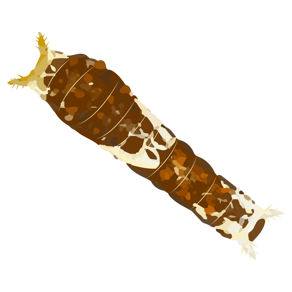 玉帶鳳蝶BB (一)