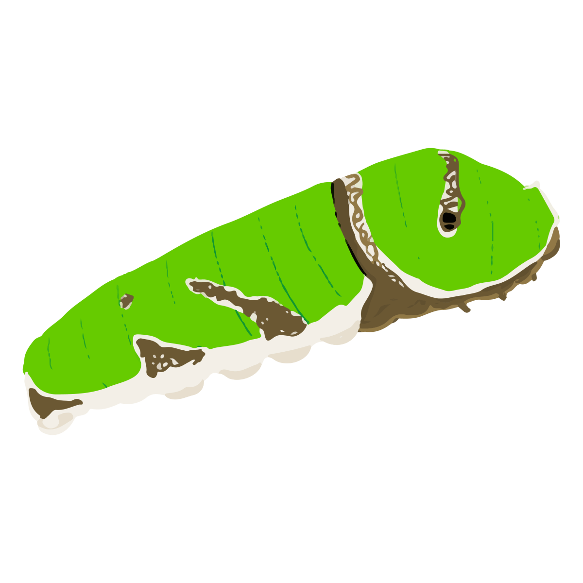 玉帶鳳蝶BB (二)